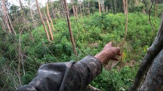 The old part of the trap is coming in but..//The old part of the trap is coming in but..//The old...