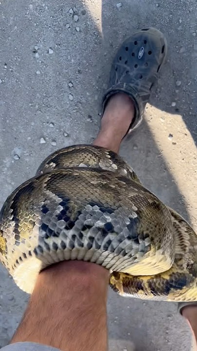 Monster Python Wraps Around My Leg #pythons #everglades #animals # ...