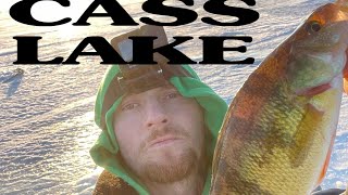 100 PERCH! Cass lake Minnesota ice fishing
