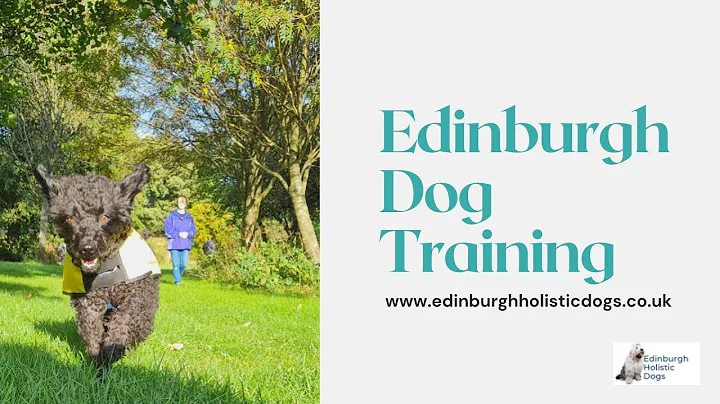 Dog Trainer Edinburgh Rescue Dog (and Owner) Train...