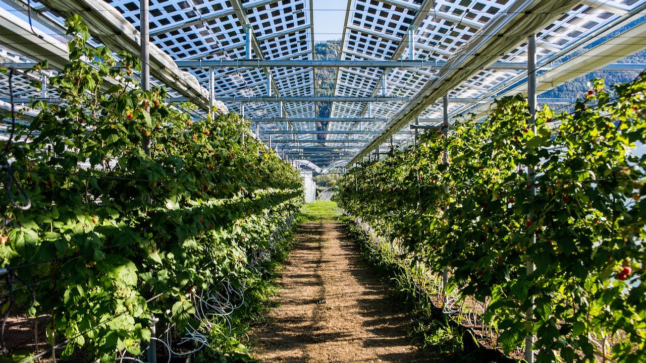 insolagrin : dynamic agrivoltaic solution