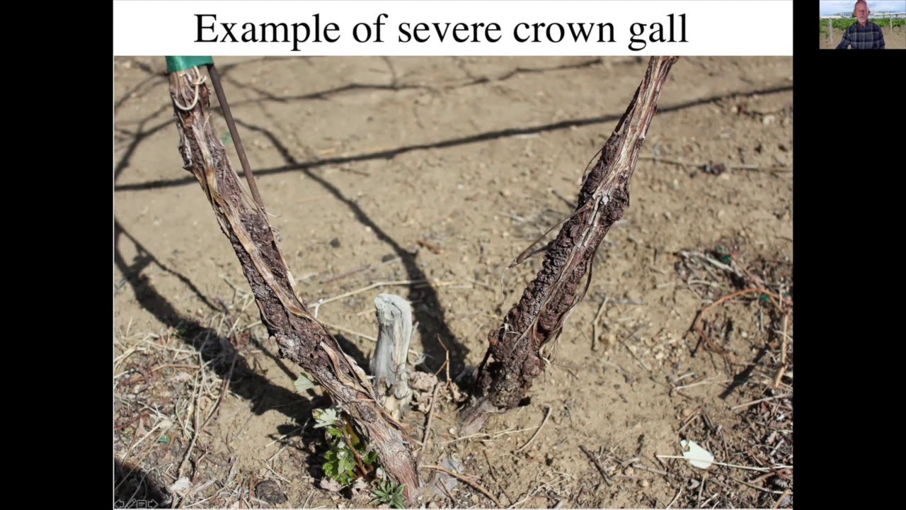 Cold Climate Pruning in Reno, Nevada