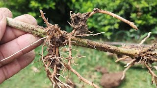 How to Propagate Grapevine | Easy Air Layering Method for Grape Plants
