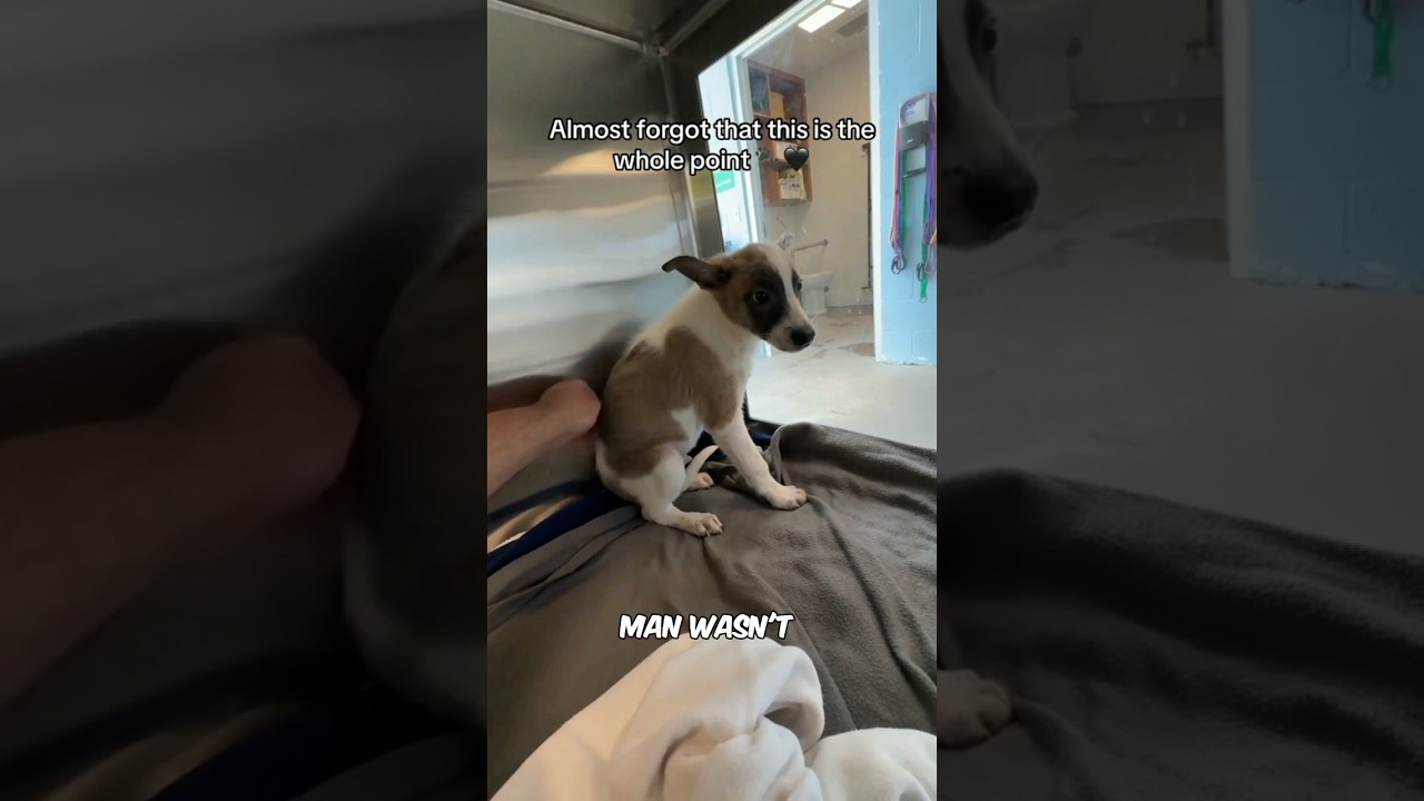 усыновление собак 