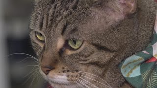 Meet Daniel, a celebrity feline who lives at a South Portland hardware shop