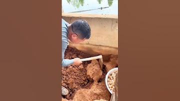 Digging Chinese Softshell Turtle Eggs: A Nutritious, Delicate Byproduct of Turtle Farming