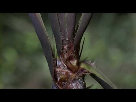 Video: Bambú: ¿dónde crece ya qué velocidad? ¿El bambú es una hierba o un árbol?