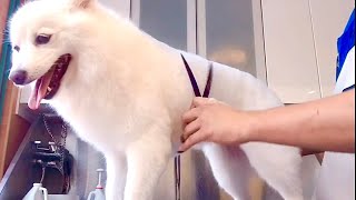 Japanese Spitz Haircut Full Groom | Pet Grooming TV by Pet Grooming TV 89 views 8 months ago 13 minutes, 26 seconds