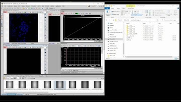How to export the ".nd2" files as .tiff using NIS-Element AR analysis #nikon  #microscope