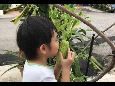 HOW TO GROW BITTER GOURD IN A POT