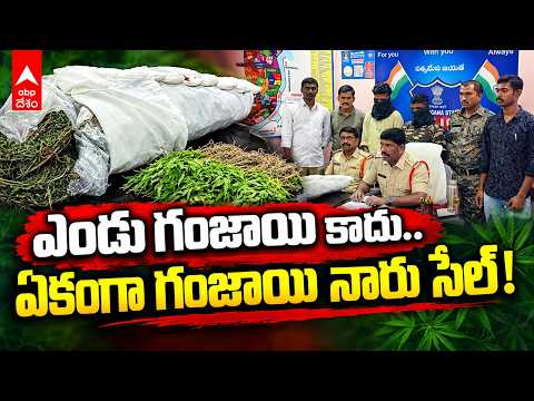 Mancherialలో Ganja Plants కలకలం 🚨 350 గంజాయి నార్లు, 4 మొక్కలు స్వాధీనం| ABP Desam
