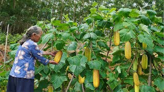 歷時3個月的大黃瓜，這樣製作，吃不完也能放3年｜Guangxi grandma from growing cucumbers to making delicacies｜Chinese Food玉林阿婆