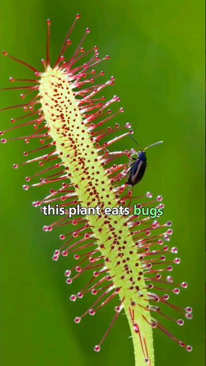 The sundew has CRAZY flowers 😳
