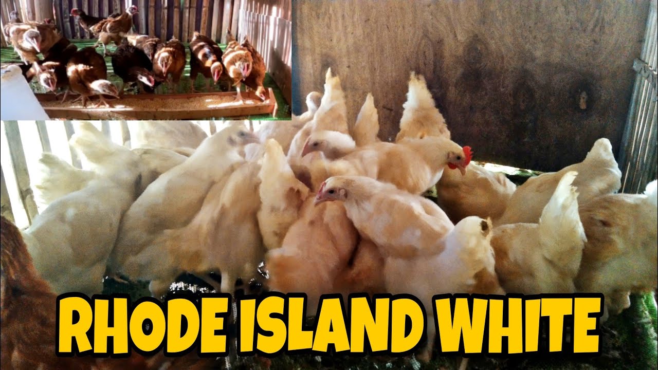 Rhode island white chicken update sa mga Rhode island Red chick's
