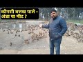 बत्तख पालन में मोटी कमाई, बस सही तरीका सीखें । How to follow a duck । kisan farming