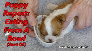 Puppy Report: Eating From A Bowl (Sort Of)