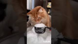 Cat Gets Brain Freeze
