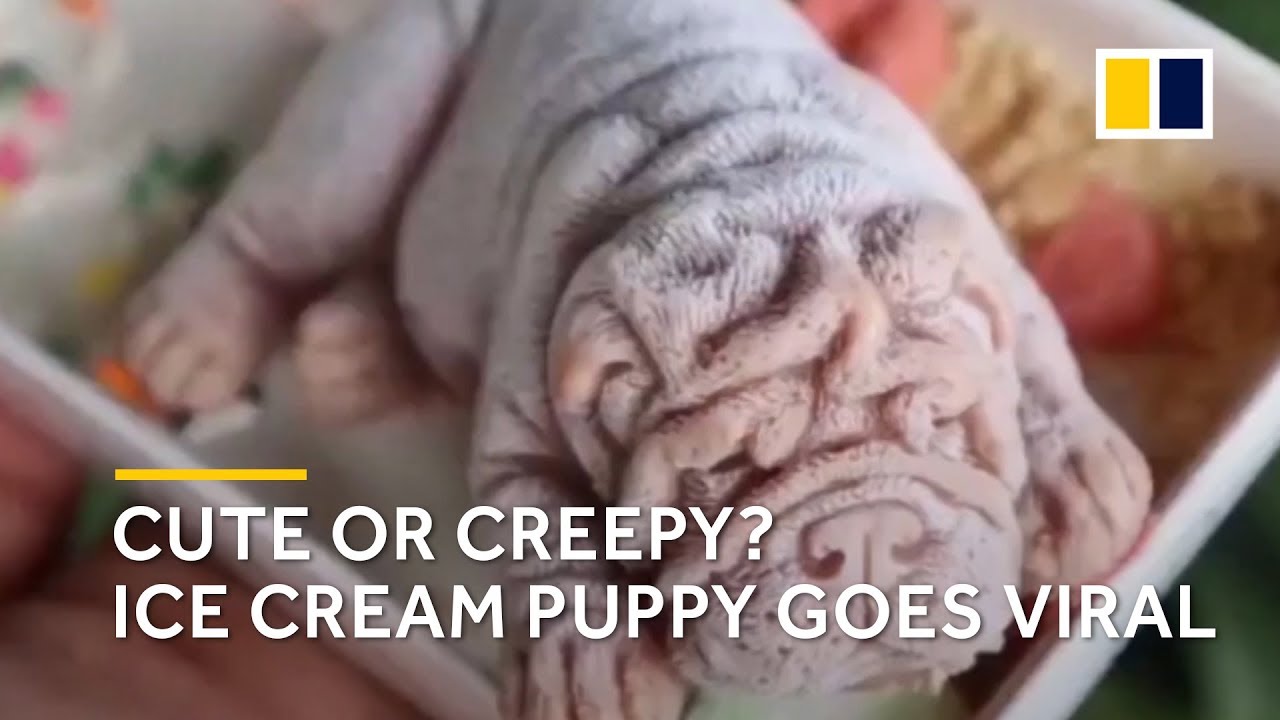 Cute or creepy? Ice cream ‘puppy’ goes viral in Taiwan