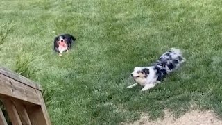 Owner Tries To Tire Energetic Dogs Out With Game Of Fetch screenshot 2