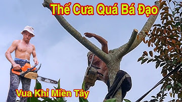Vua Khỉ Cưa Cây Cóc Quá Mất Nhiều Sức Lực Mới Hạ Được toad tree
