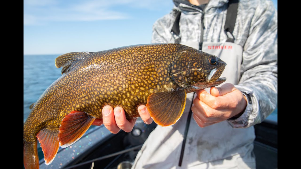 Trolling up some of Lake Superiors most beautiful Trout! - YouTube