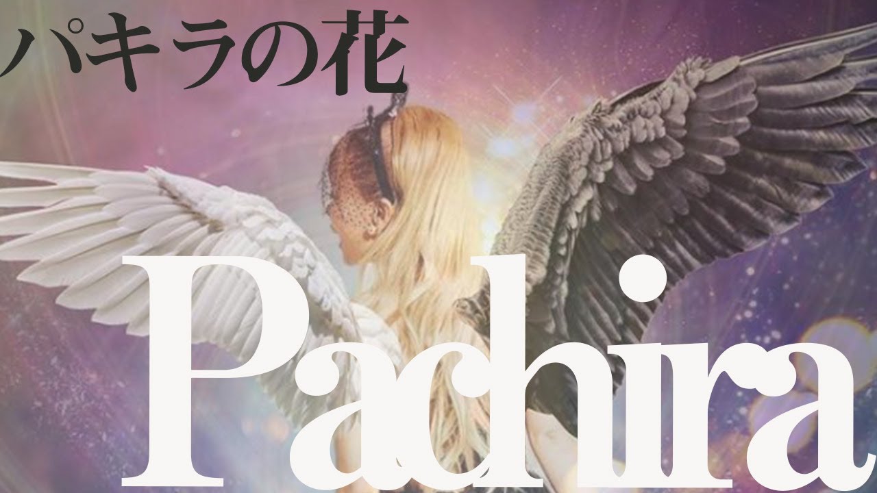 パキラの花 全てはハッピー理論で解決 ダイエットもビジネスも家庭も上手くいく