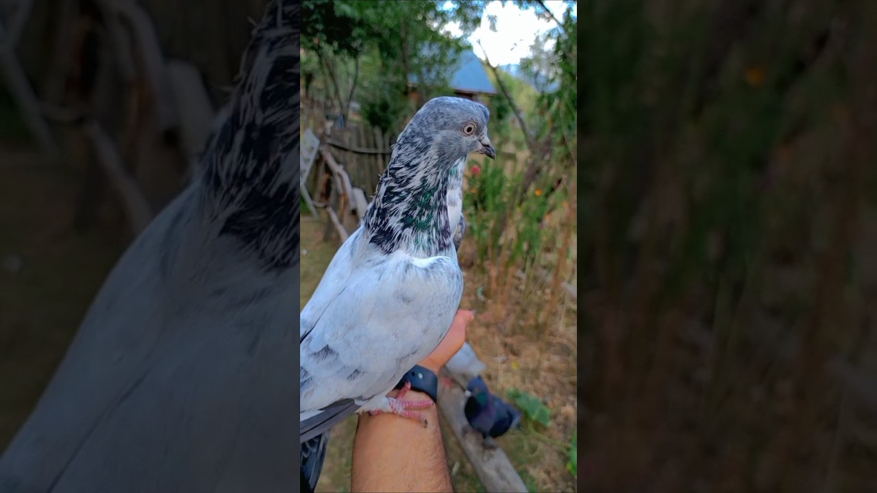 Top breed highflyer pigeon 🥵🫀 