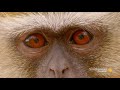 Troop Dynamics and Alpha Male Behavior
