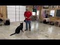 Working At PDS W/ GSD Super Dog &quot;Archie&quot; 13 Mo&#39;s Showing Off Powerful Skillset Obed/Tricks/Agility