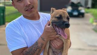 Working Staffordshire Bull Terrier