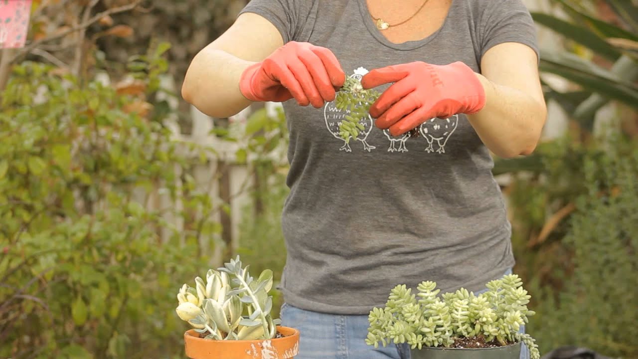 How to Propagate Burro Tail Cacti : Garden Space