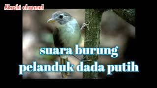 Suara burung pelanduk dada putih mp3