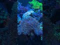 Check out this beautiful frog spawn coral!🪸