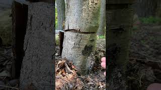 Cómo matar un árbol de forma natural #leña #motosierra #arborista #bosque #árbol #madera #paisaje...
