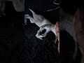 Jurassic park rebirth 2
