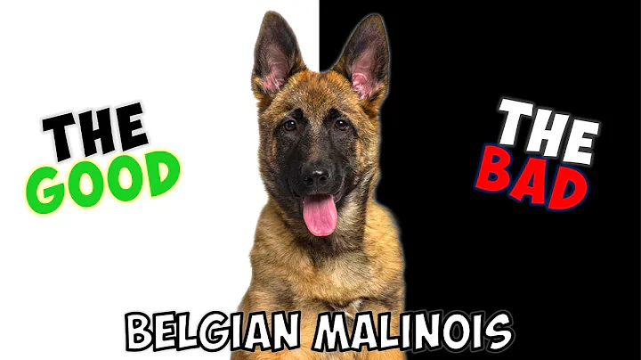 BELGIAN MALINOIS - PROS & CONS