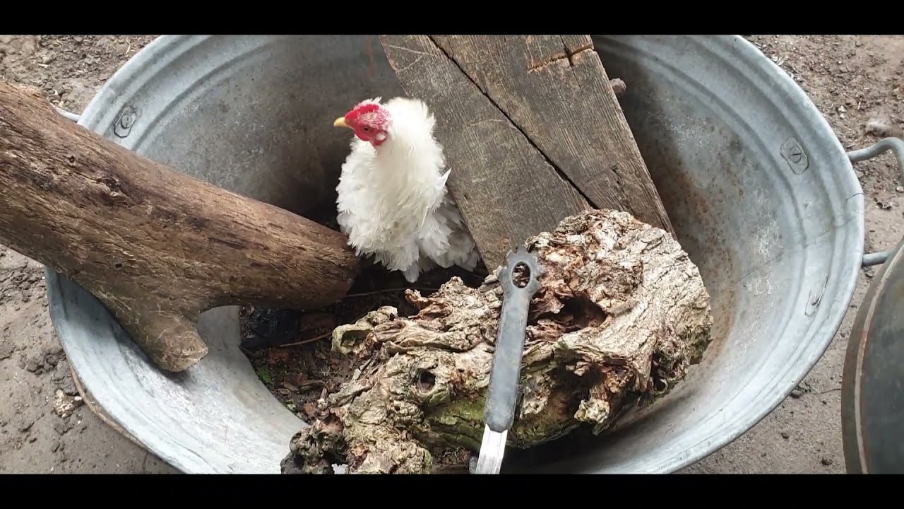 Kippen zijn gewoon super gezellig, en soms een beetje gek!