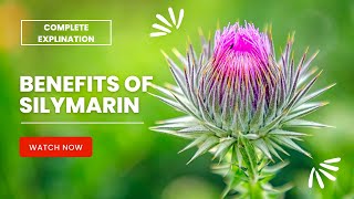 The Amazing Benefits of Silymarin: Your Complete Guide