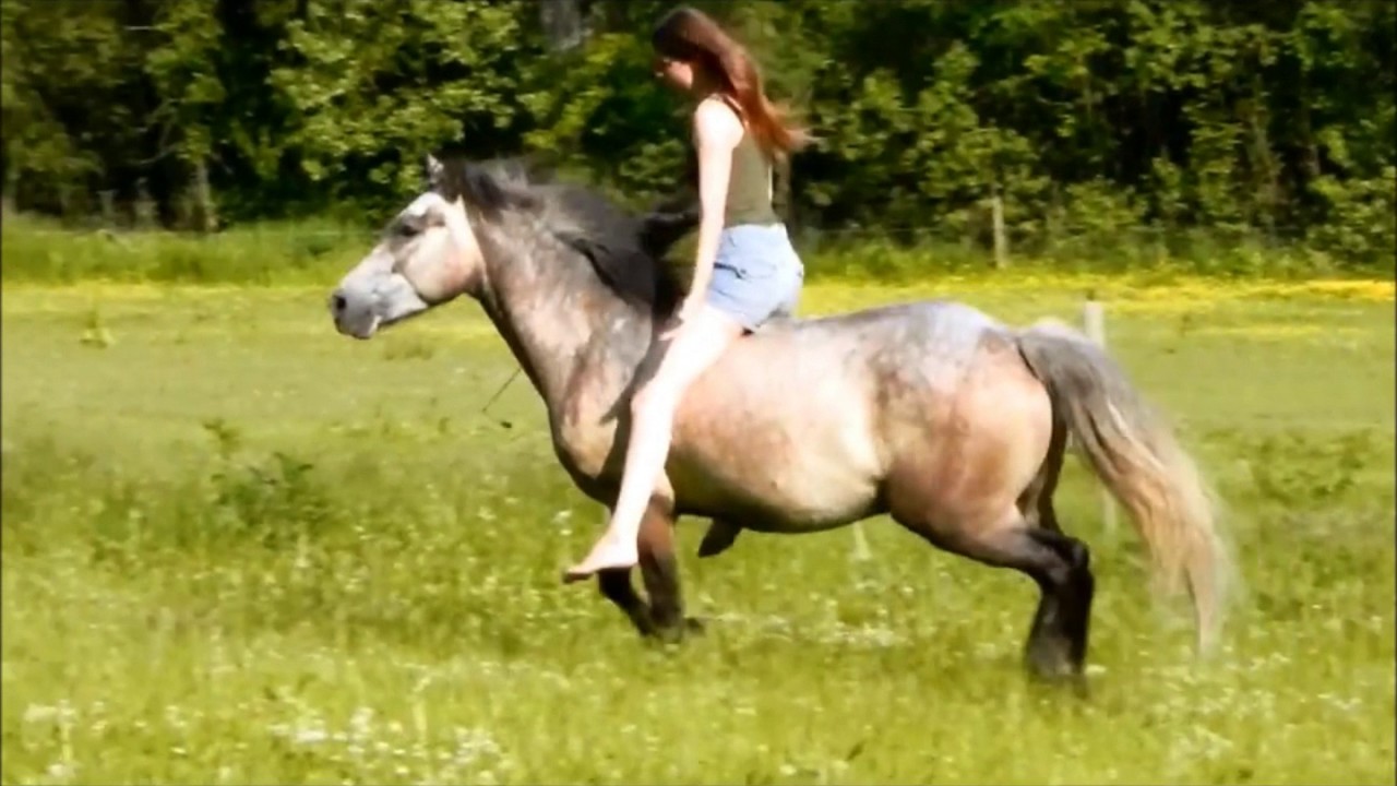 extraits spectacle equestre