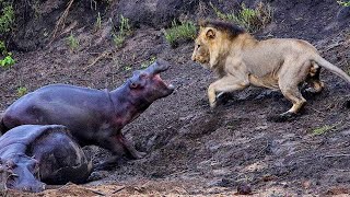 Furious hippo! These Powerful Creatures Are Able To Take On lion, rhino, crocodile and even sharks!