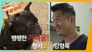 [#개는훌륭하다] 빼로를 물려고하는 정키! 강 훈련사의 조치는?  ㅣ KBS 210628 방송