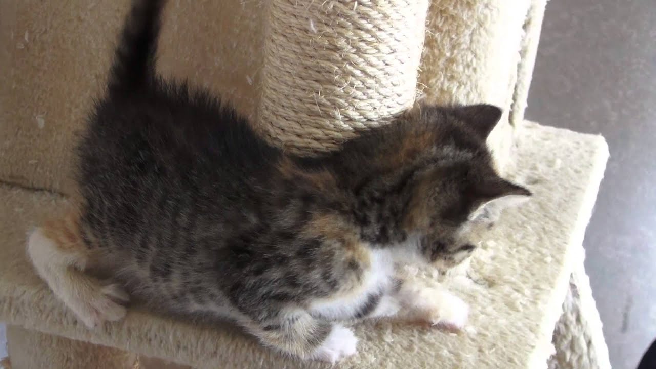 Kath's Kitty Corner YouTube