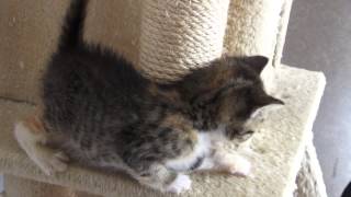Kath's Kitty Corner screenshot 5