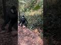 Penampakan siamang hitam dan coklat #hewanlucu #monkey