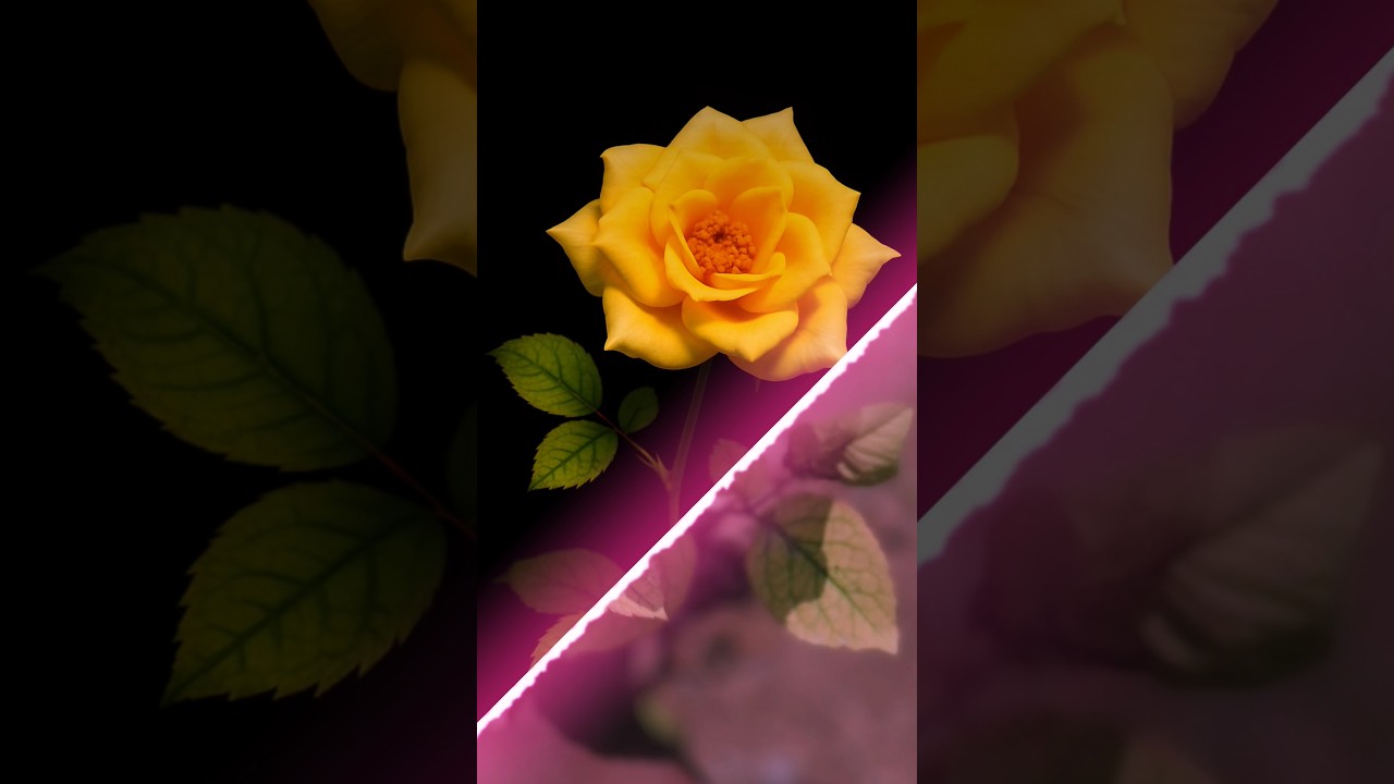 Rose Flower Edit || Background Edit || 