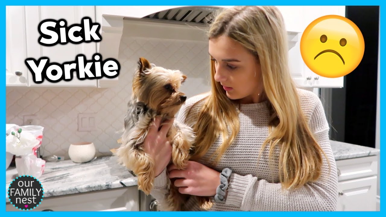 SICK YORKIE... We had no idea how serious this was ( YouTube