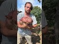 Red Tegu: The Giant Pet Lizard! 🦎