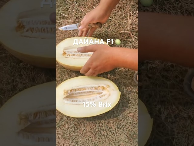 Як визначити що диня дозріла? ДАЙАНА 🍈 Innova Seeds Co 🇺🇸 15% Brix відео знято 30.07.2021 року