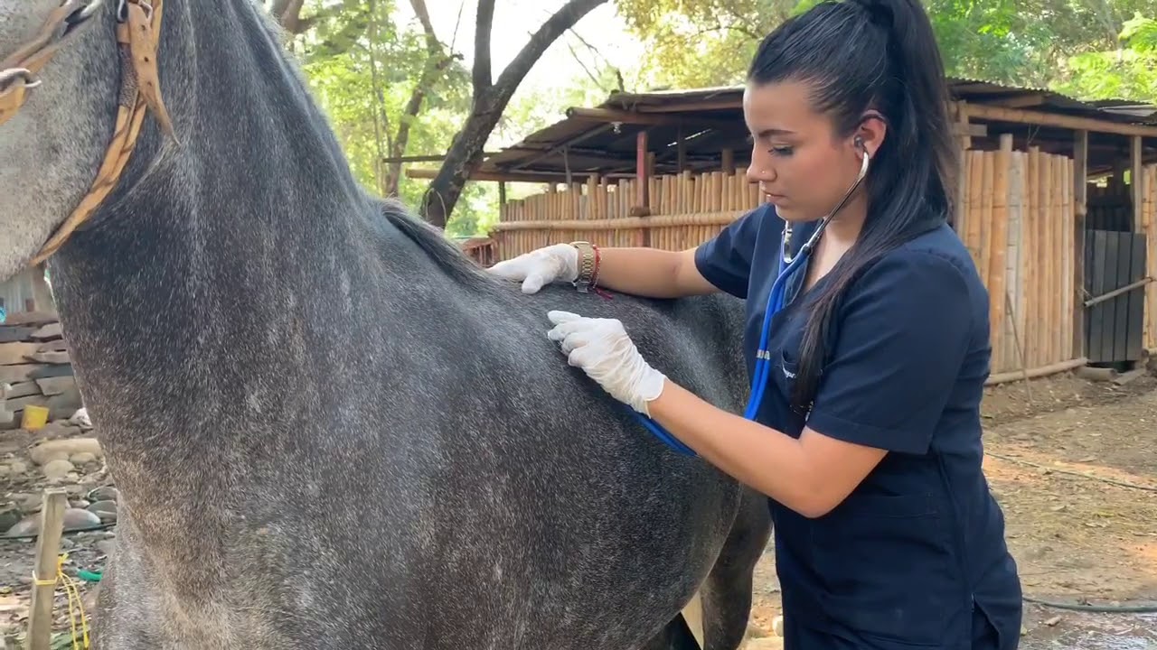 Examen físico equino