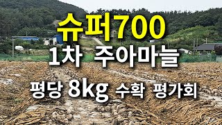 슈퍼700 1차  주아마늘 평당 8kg 수확  평가회
